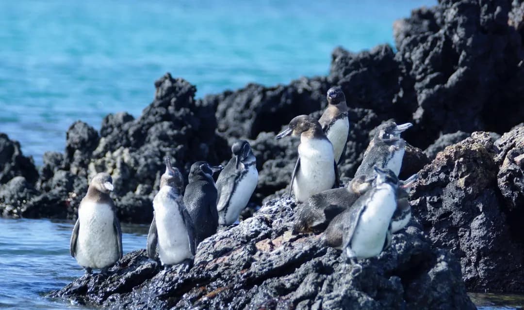 Darwin's Galapagos Voyage