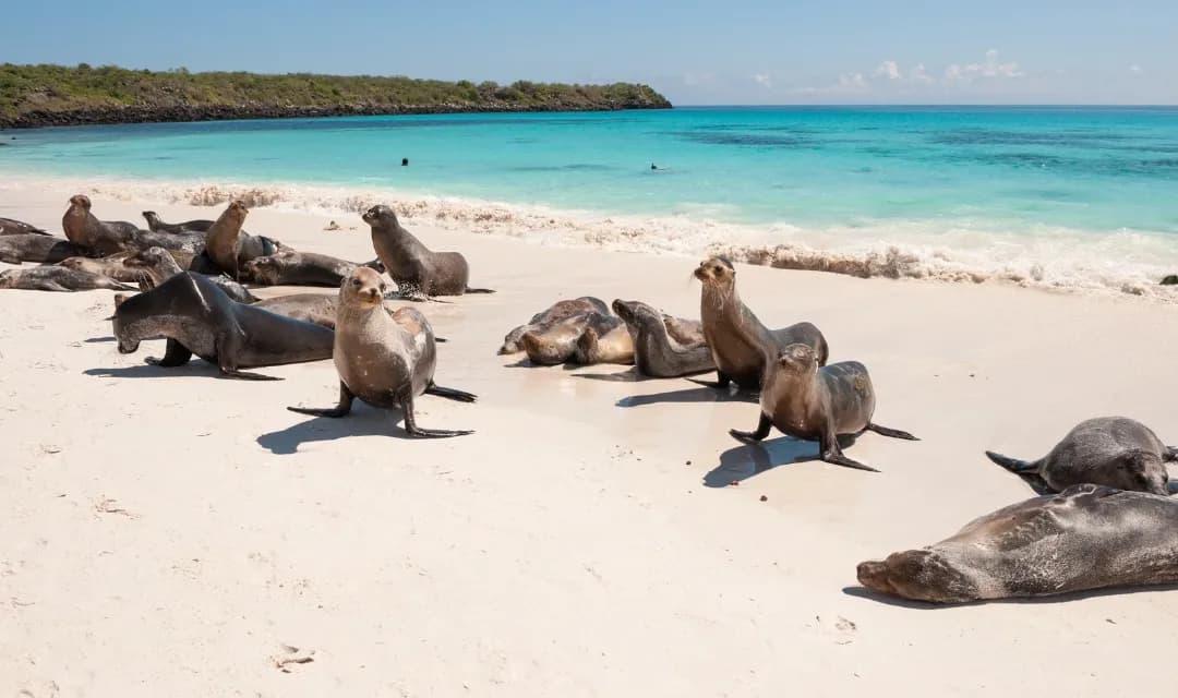 Galapagos Inner Loop