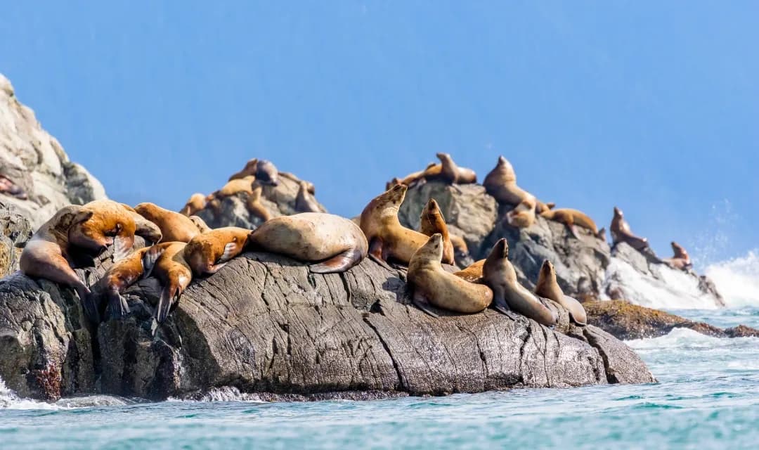 Glacier Bay Great North