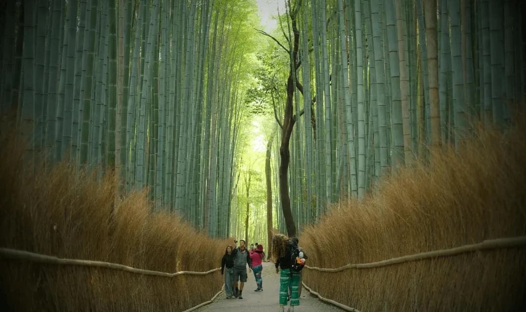 Tourists walking through the iconic Arashiyama Bamboo Grove in Kyoto, Japan, on Travelopod's Japan guided tour