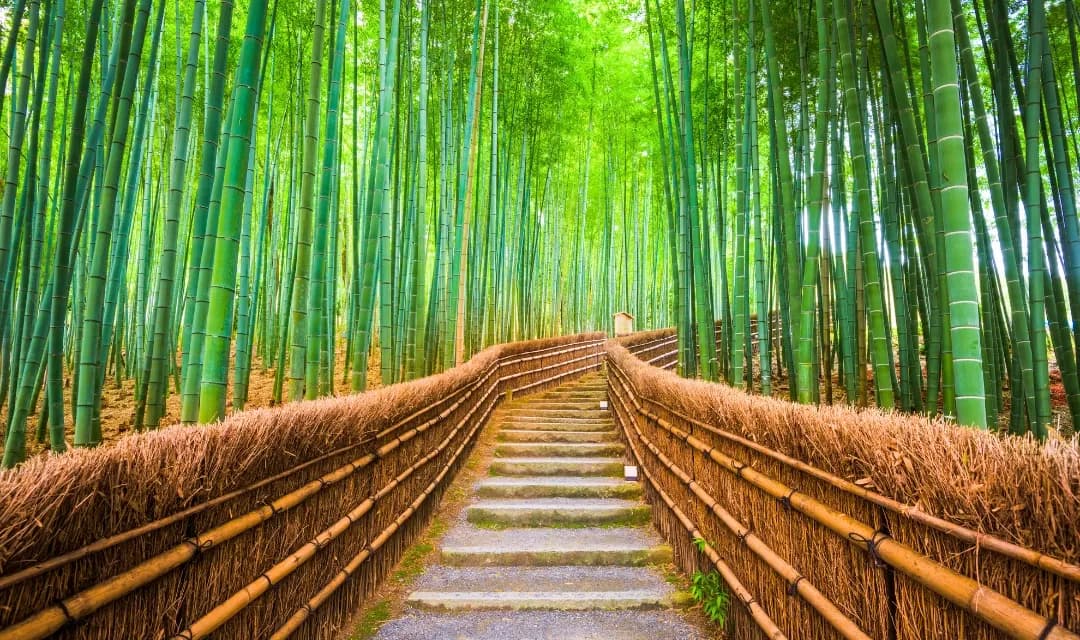 Tourists walking through the iconic Arashiyama Bamboo Grove in Kyoto, Japan, on Travelopod's Japan guided tour