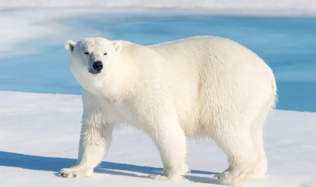 Svalbard Ice Bear Voyage