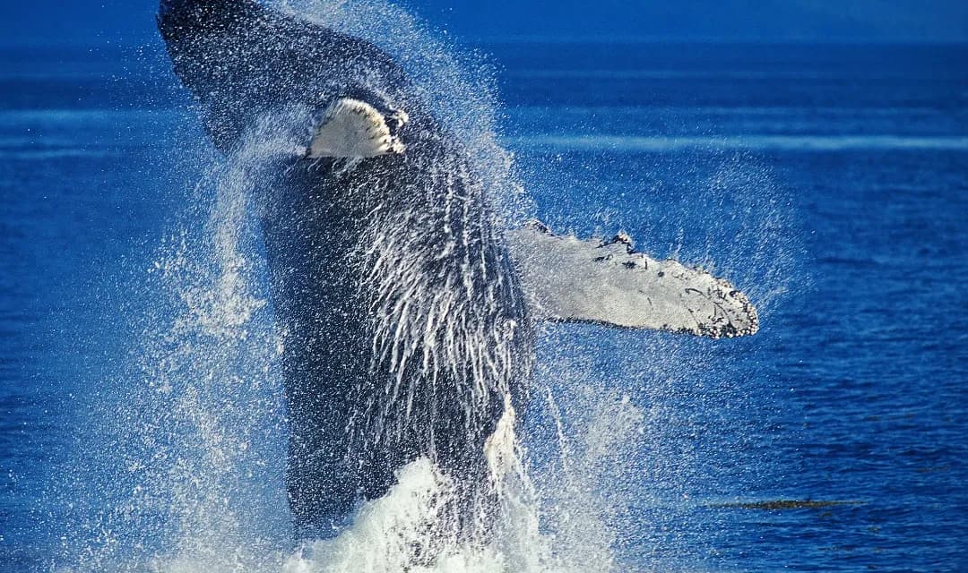 Tour highlight image