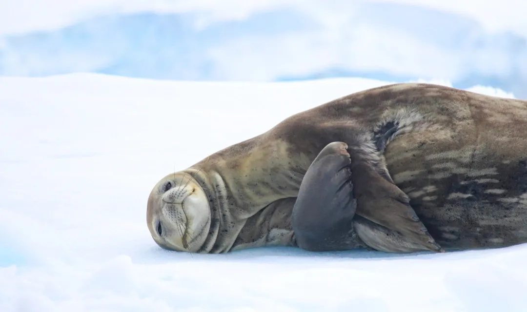 Voyage To Antarctica