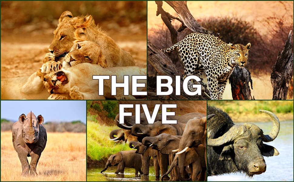  Top Safari Spots For The Ultimate Africa Adventures