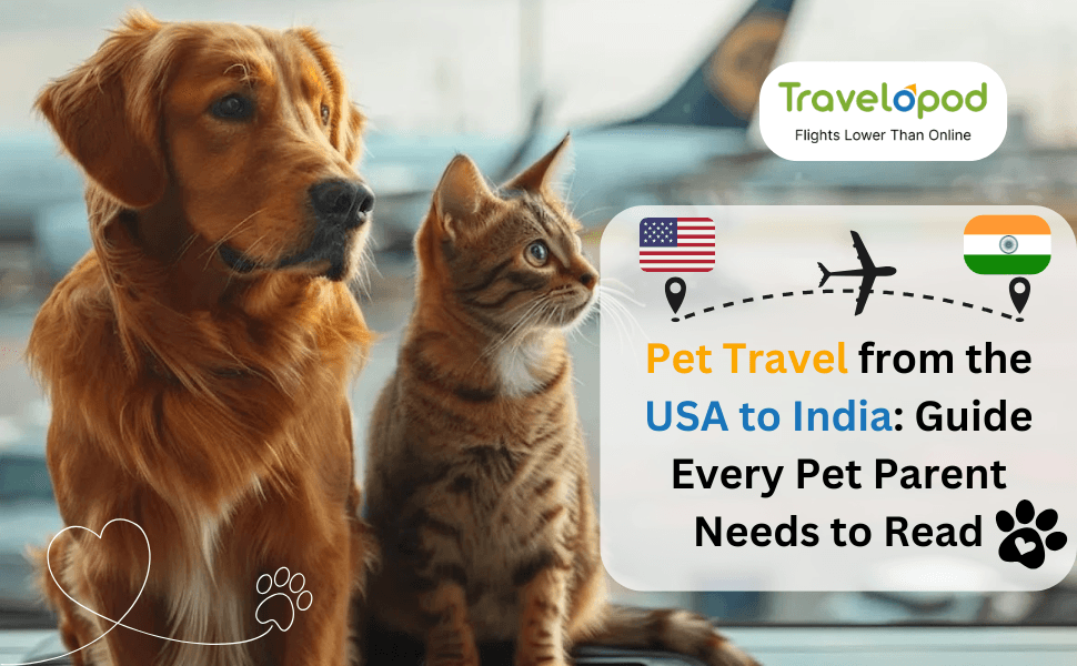 Pet Travel from the USA to India: Guide Every Pet Parent Needs to Read