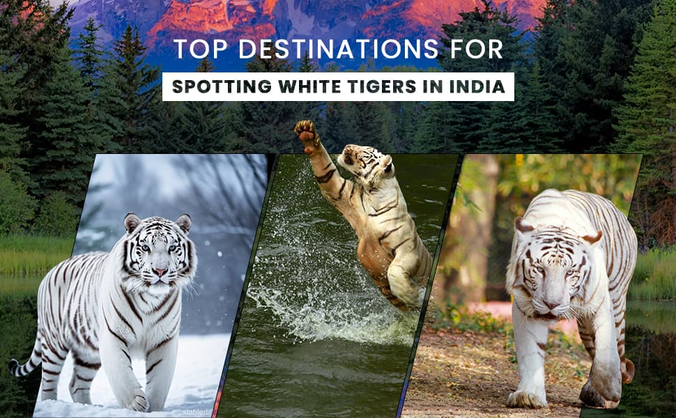 Chasing the Rare: Top Destinations for Spotting White Tigers in India 