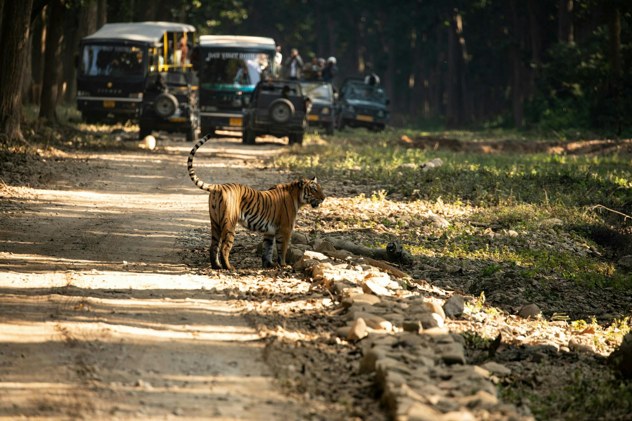 Wildlife Encounters: Exploring India's Diverse National Parks and Sanctuaries