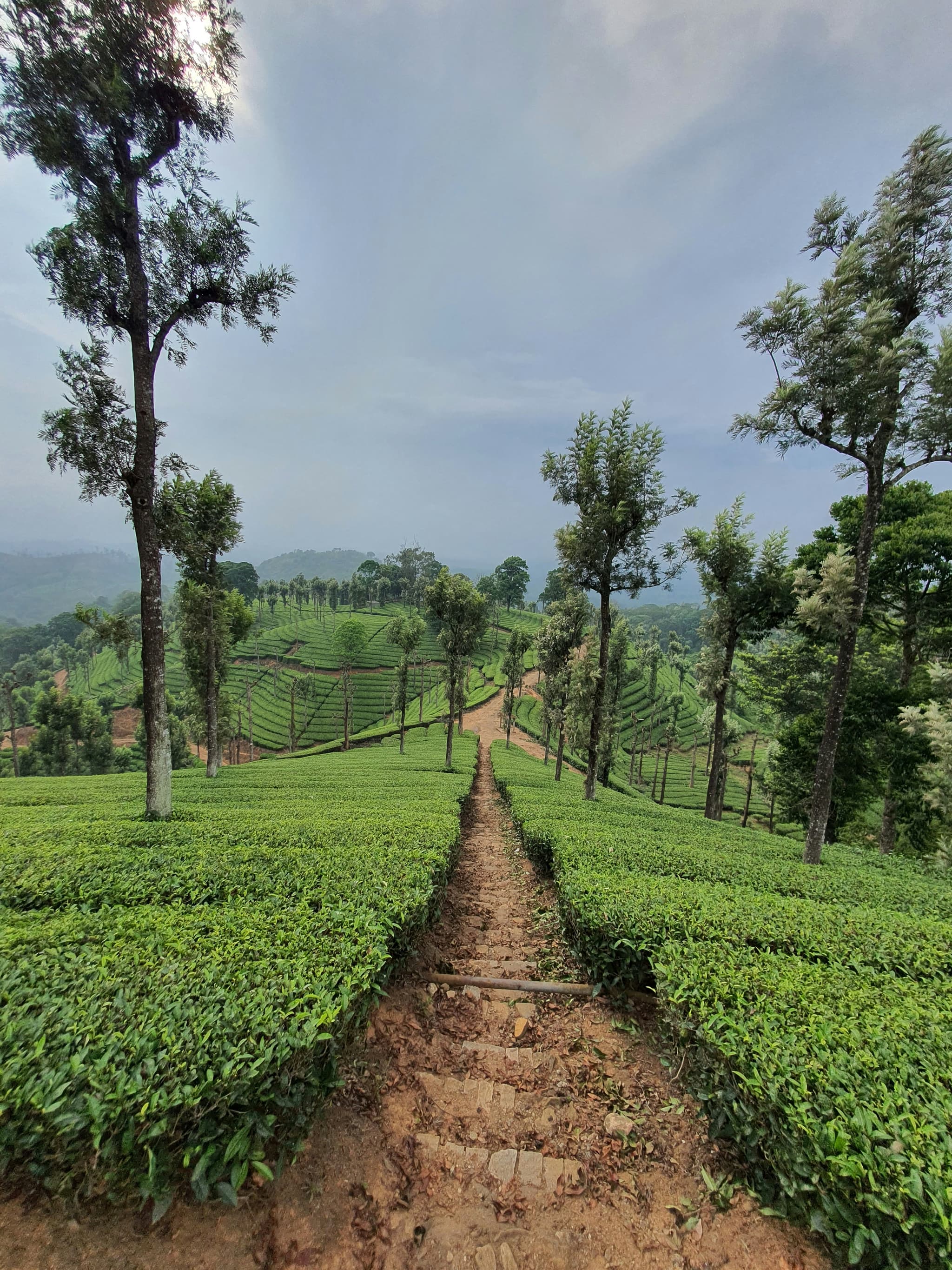 Nilagiri tea