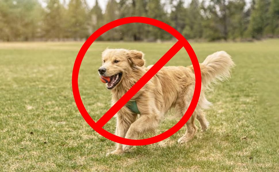 no size and breed restrictions on BARK Air’s aircraft