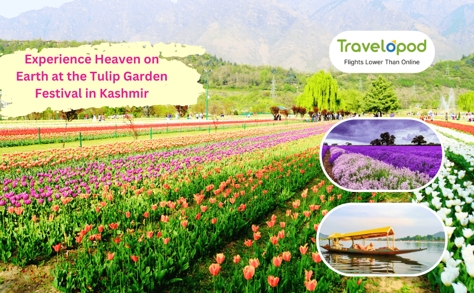 Tulip Garden Festival in Kashmir
