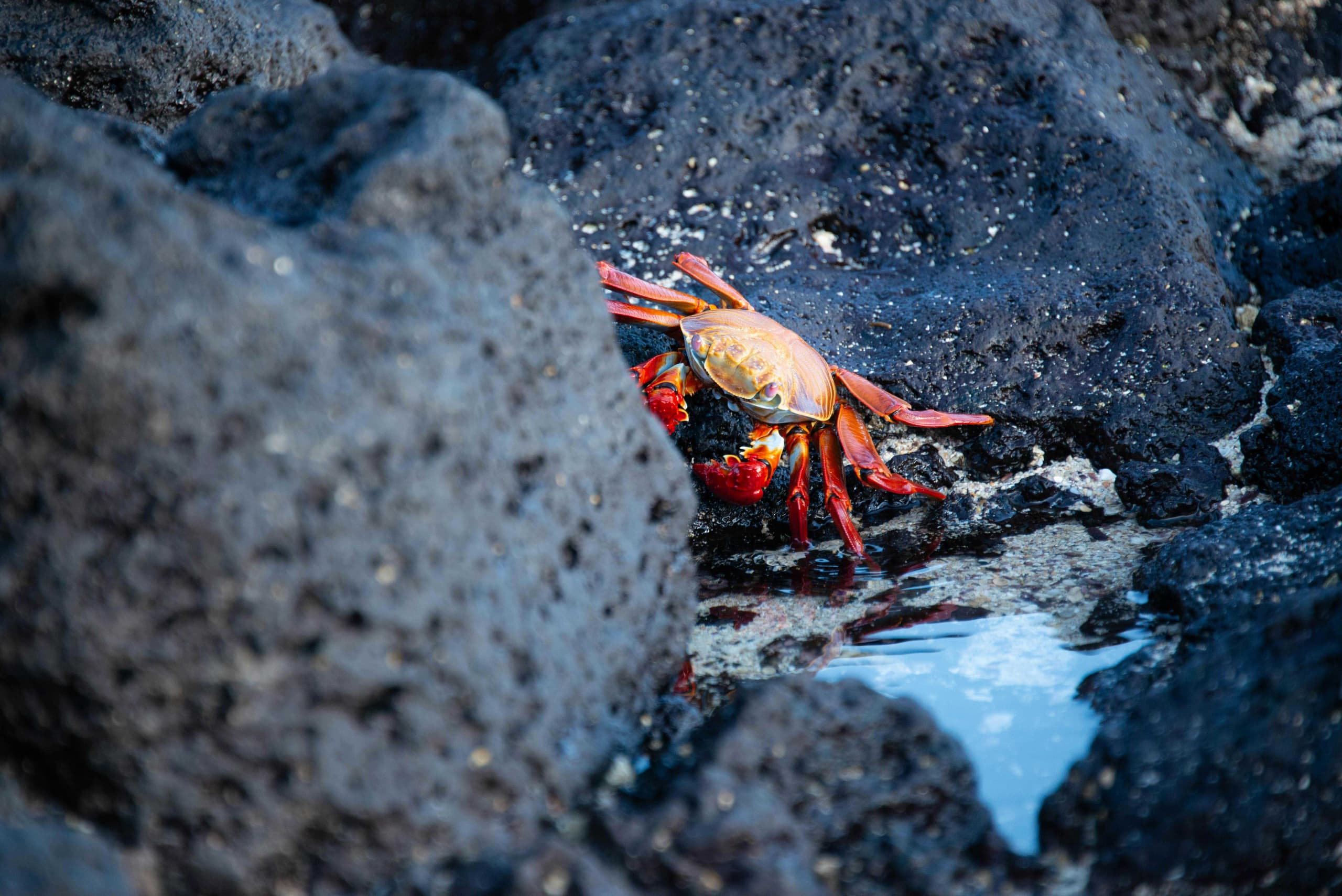Galapagos 7-Day Land Based Adventure