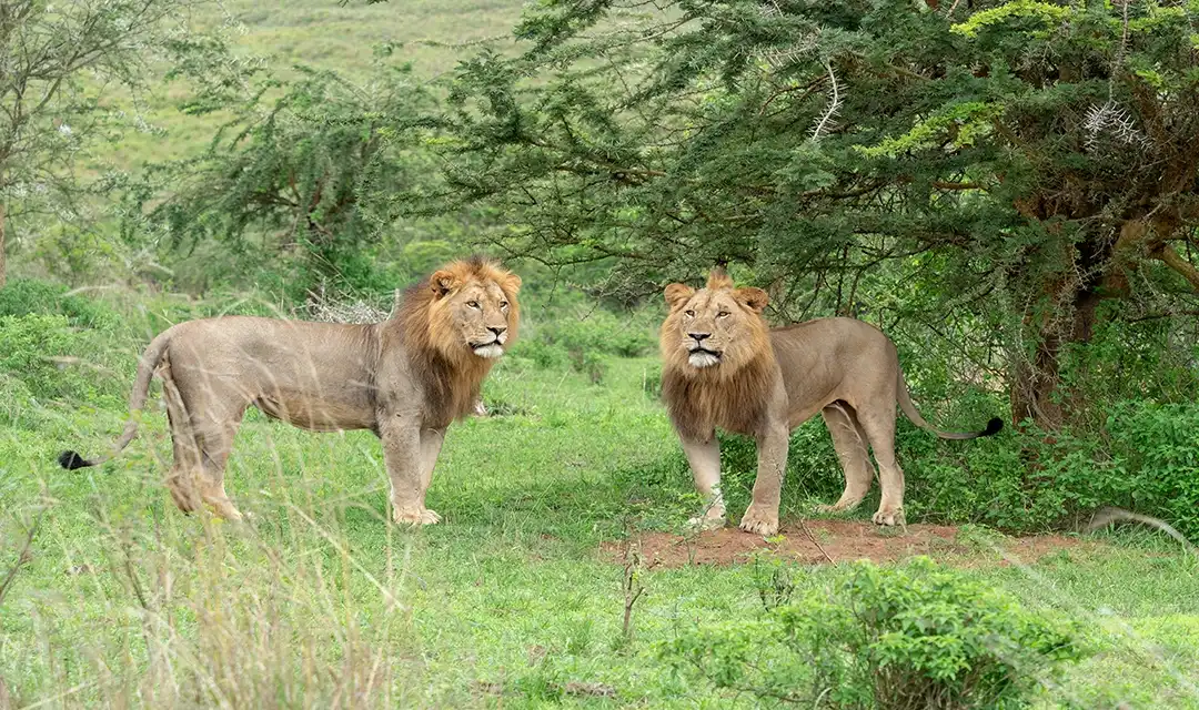 Tour highlight image