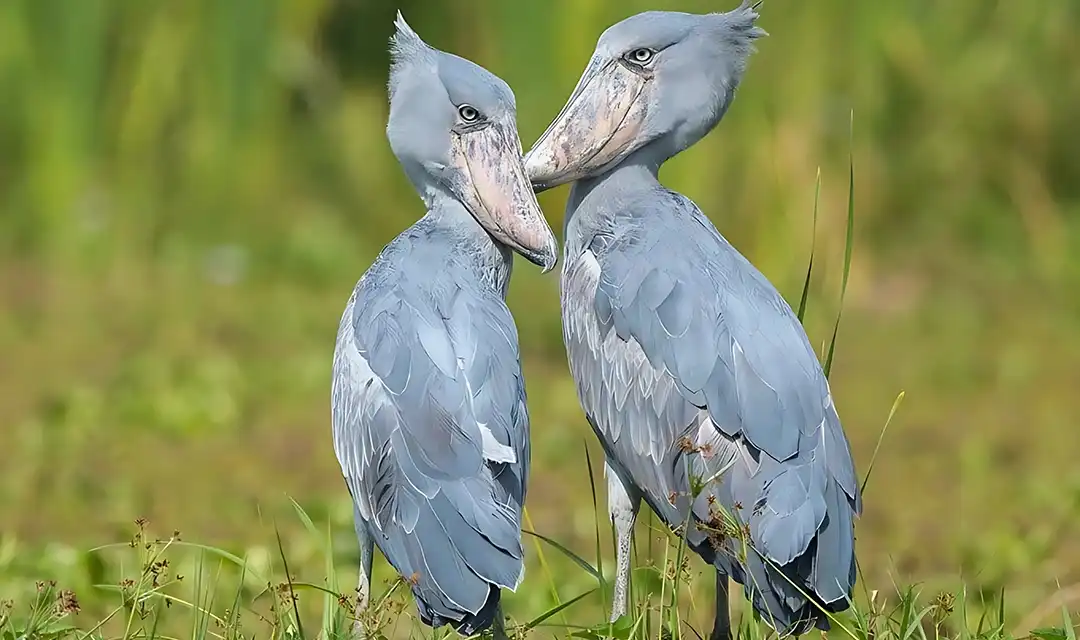 Tour highlight image