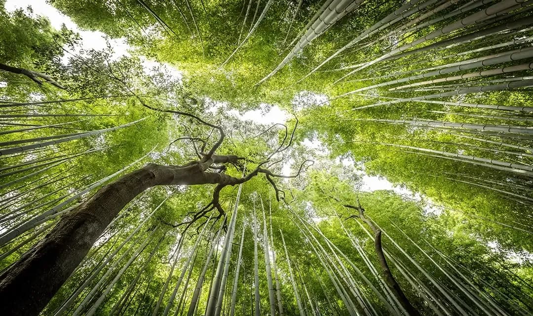 Japan's Fall Colors & Cultural Highlights