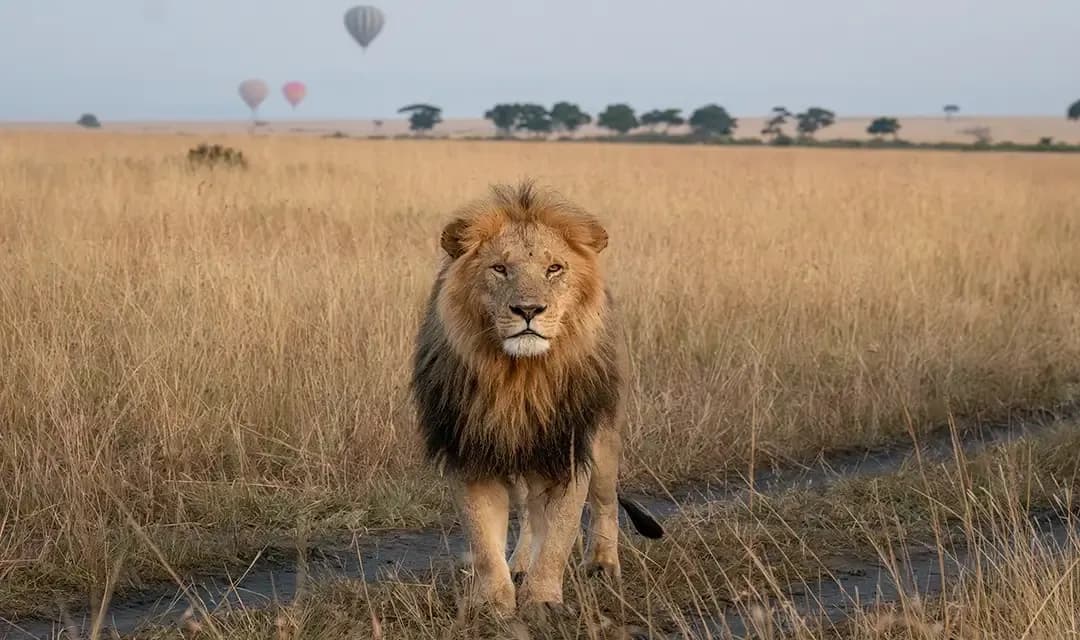 Tour highlight image