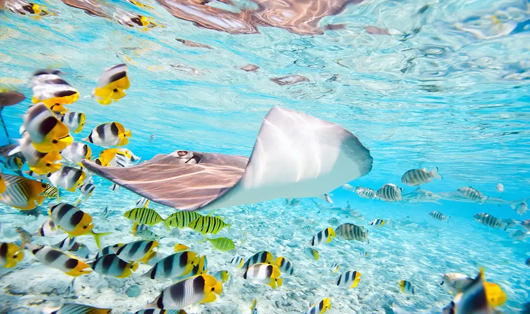 French Polynesia