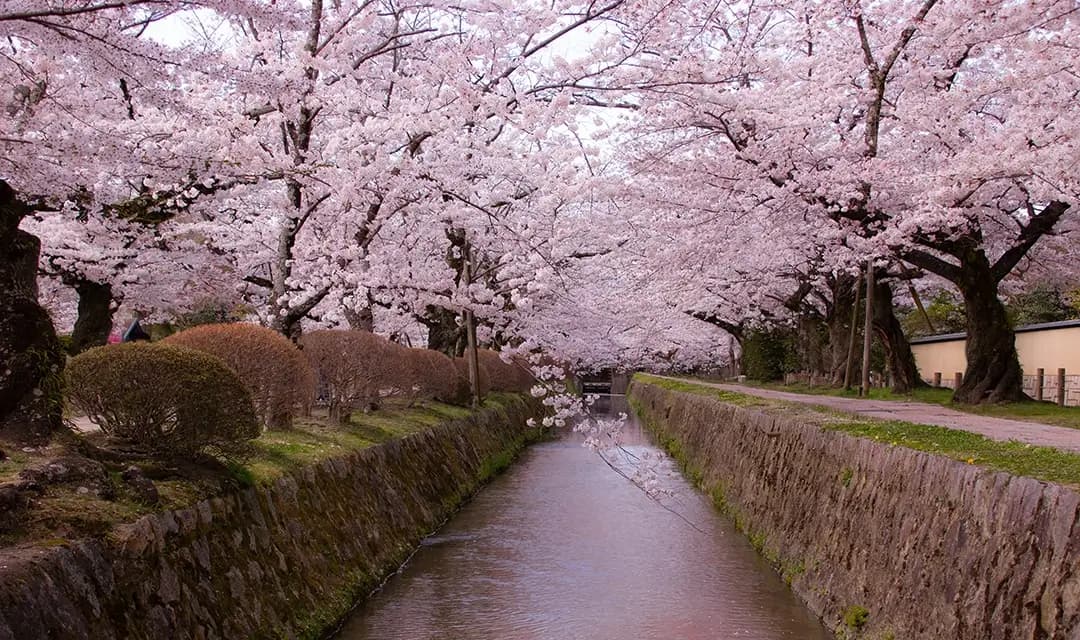 Japan in Bloom