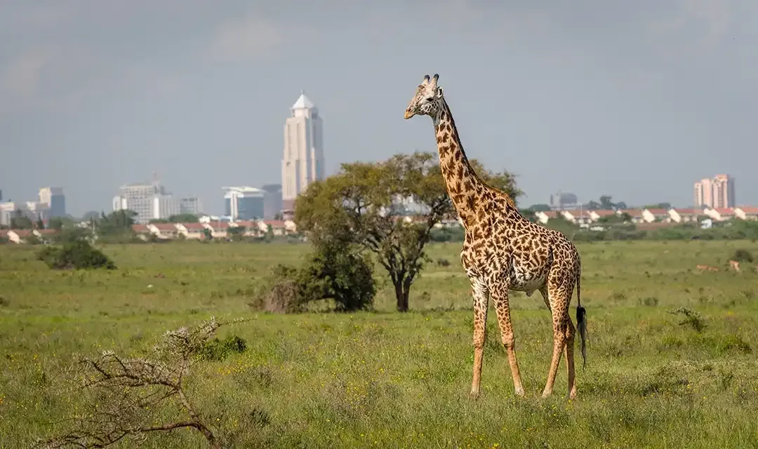 Nairobi – The Adventure Begins