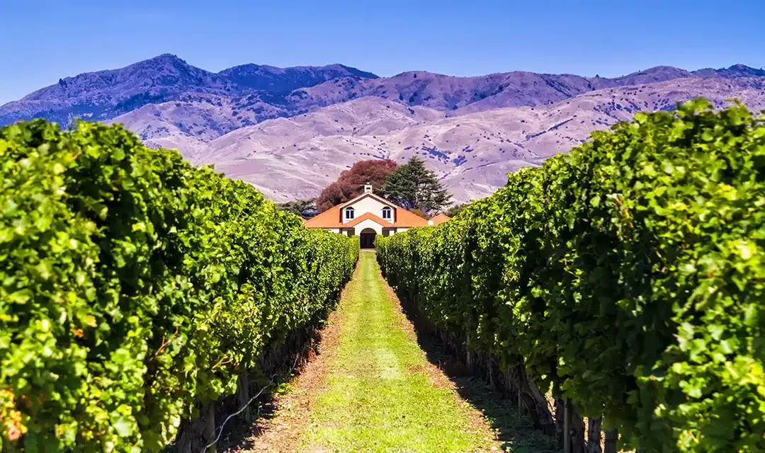 New Zealand Wine Tour