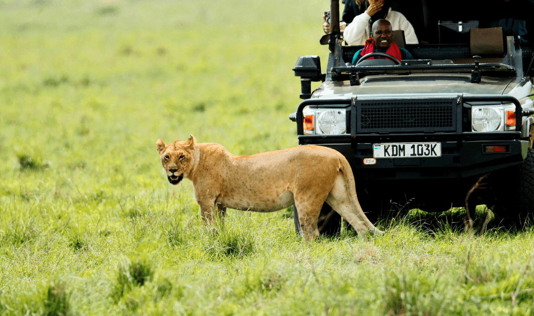 African Wildlife Safari