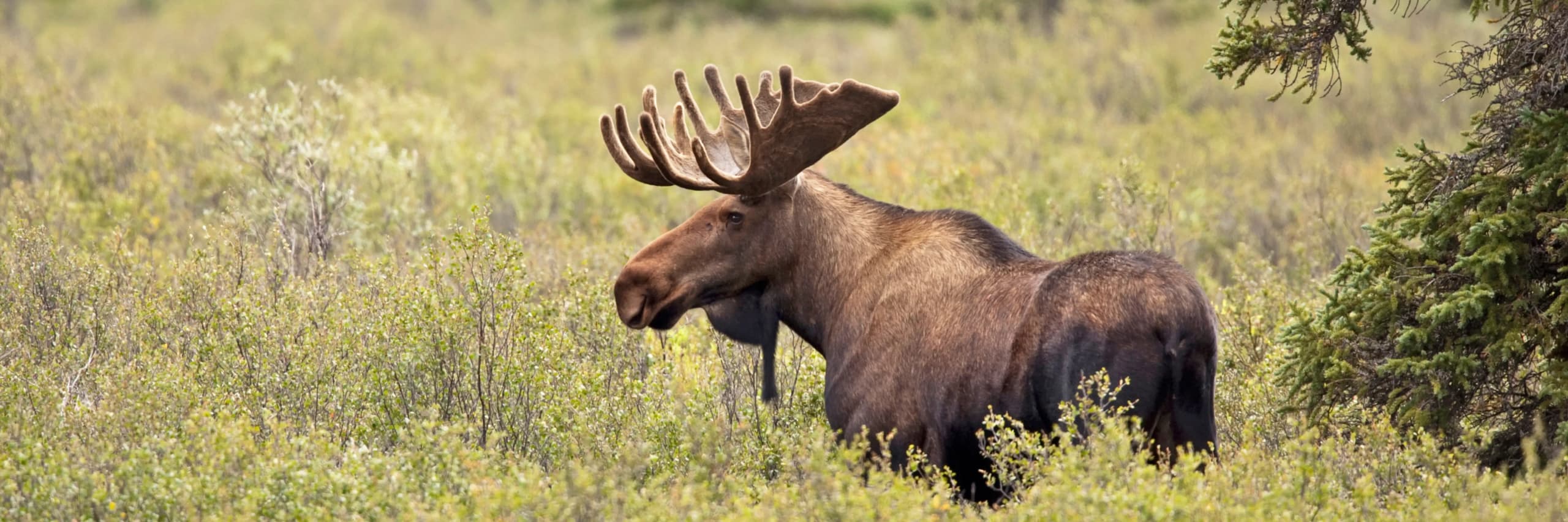 Book an Alaska Trip