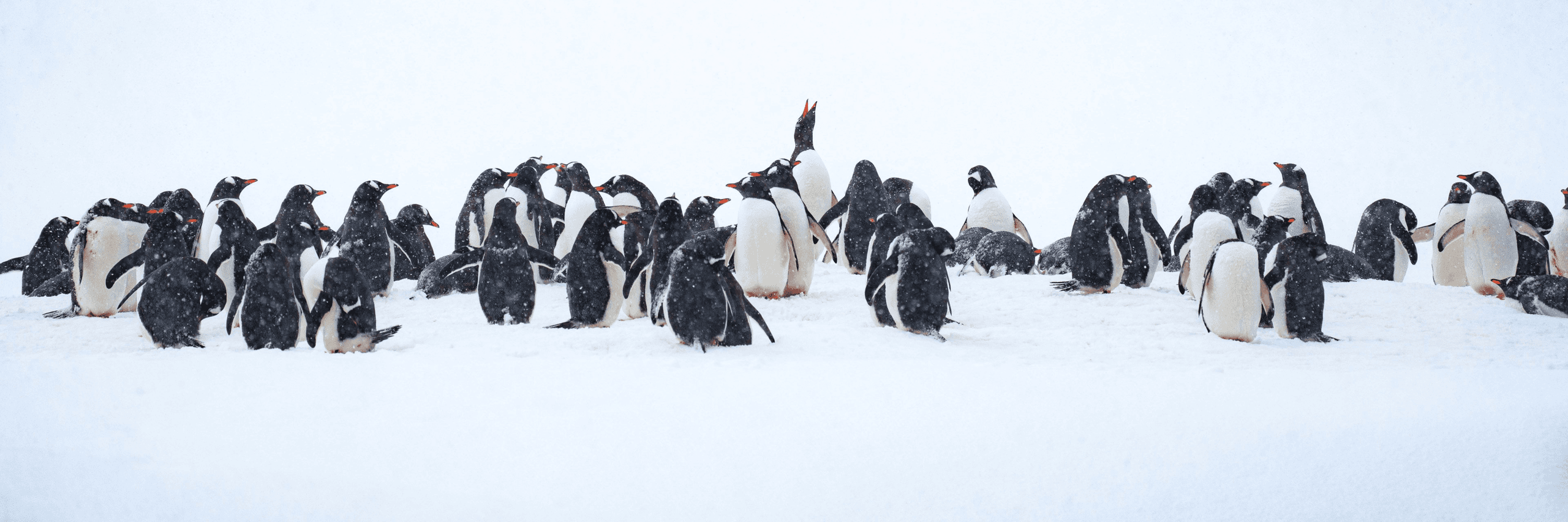 What It's Really Like to Travel to Antarctica