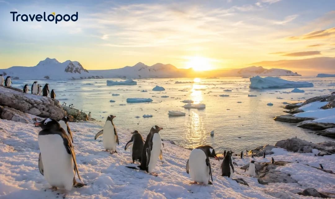 December Peak Penguin Activity & Endless Daylight