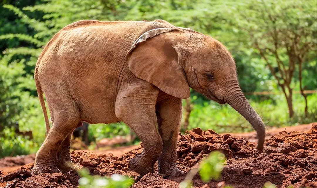 Luxury Kenya Safari with Giraffe Manor