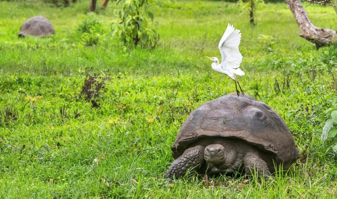 Eastern Galapagos Isles
