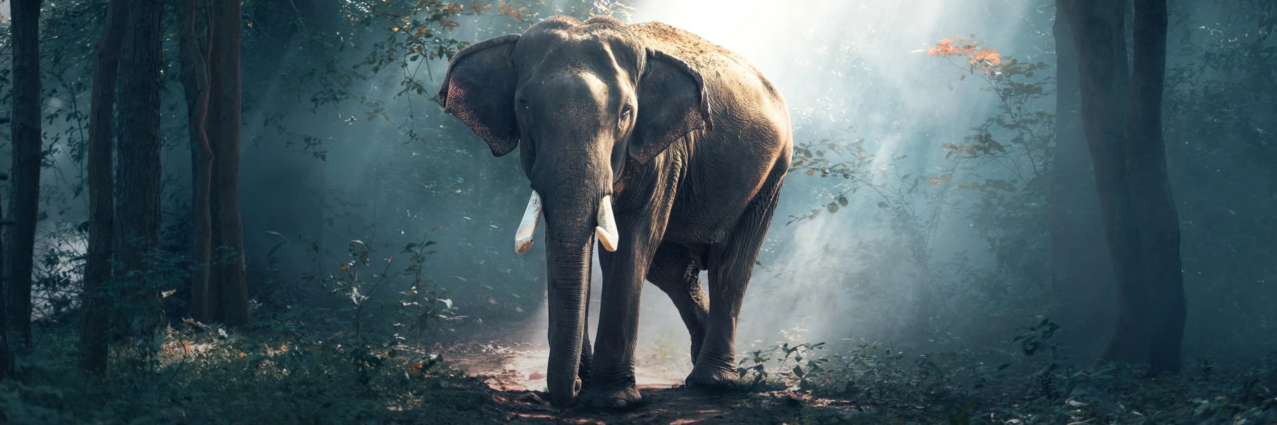 Wildlife in India: Why It Belongs on Your Bucket List