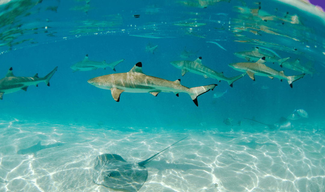 Tour highlight image