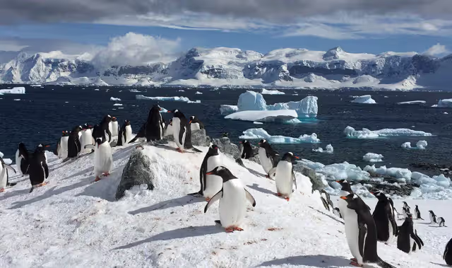 South Georgia & the Falklands