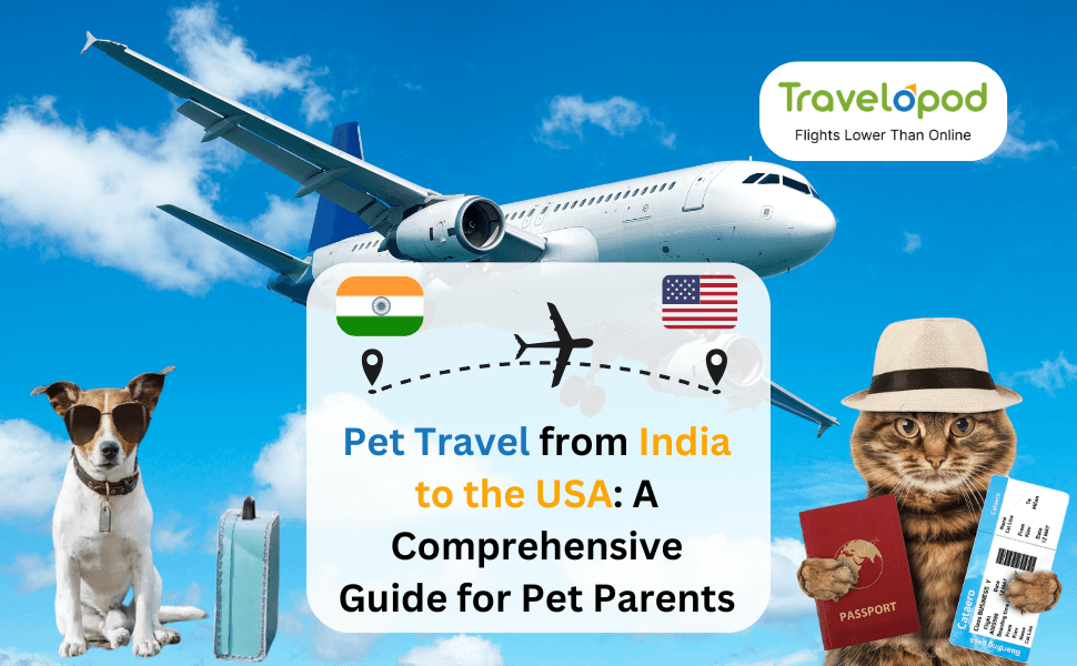 Pet Travel from India to the USA: A Comprehensive Guide for Pet Parents