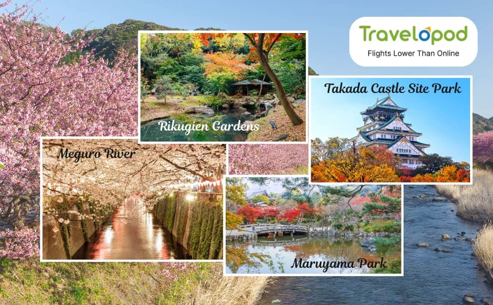 Best Places for Yozakura in Japan - Views You’ll Never Forget!